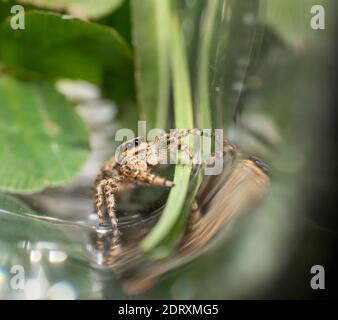 Springende Wolfsspinne Nahaufnahme Blick in die Kamera , Aufnahmen im Garten während der Corona, covid-19 mal, frankfurt, deutschland Stockfoto