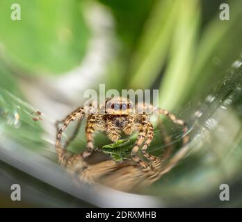 Springende Wolfsspinne Nahaufnahme Blick in die Kamera , Aufnahmen im Garten während der Corona, covid-19 mal, frankfurt, deutschland Stockfoto