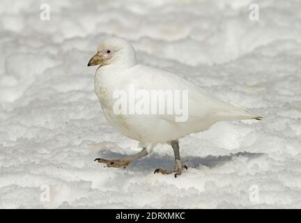 Snowy Sheathbill (Chionis albus) Wandern im Schnee. Stockfoto