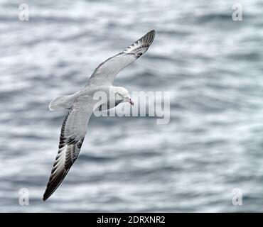 Südliche Eissturmvogel (Fulmarus glacialoide) Fliegen über dem südlichen Atlantik in der Nähe der Antarktis. Stockfoto