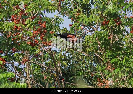 Kritisch bedrohte Trinidad Piping-Guan (Pipile pipile) hoch oben in einem Baum ot der Insel Trinidad. Stockfoto