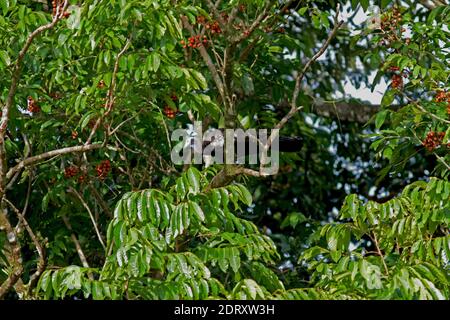 Kritisch bedrohte Trinidad Piping-Guan (Pipile pipile) hoch oben in einem Baum ot der Insel Trinidad. Stockfoto