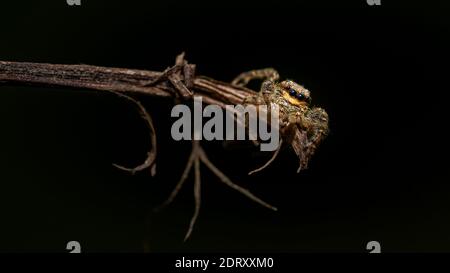 Springende Wolfsspinne Nahaufnahme Blick in die Kamera , Aufnahmen im Garten während der Corona, covid-19 mal, frankfurt, deutschland Stockfoto