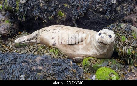 Jungfische Kegelrobbe, die auf mit Algen bedeckten Felsen in Ravenscar, Robin Hood's Bay, Yorkshire Coast liegt Stockfoto