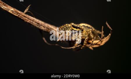 Springende Wolfsspinne Nahaufnahme Blick in die Kamera , Aufnahmen im Garten während der Corona, covid-19 mal, frankfurt, deutschland Stockfoto