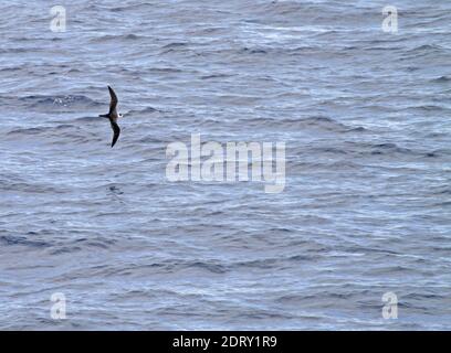 Weiß-necked Petrel (Pterodroma cervicalis) fliegen über dem Pazifischen Ozean. Stockfoto