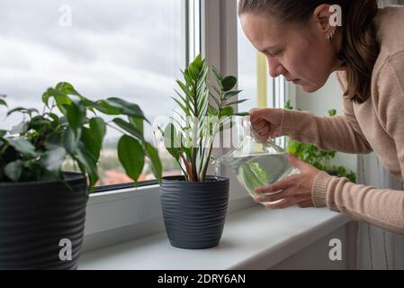 Frau, die zu Hause Pflanzen auf dem Fensterbrett gießt Stockfoto