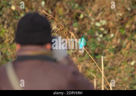 Fotograf in Winterkleidung Fotografieren, Bild eines Eisfischers, Alcedo atthis, sitzend auf EINEM Schilf, Christchurch UK Stockfoto