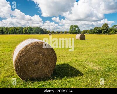 Runde Heuballen in einem Feld von gelbem Weißkraut in den Gloucestershire Cotswolds. Stockfoto