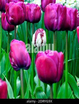 Eine einone lila und weiße Tulpe steht entlang a.mong verkauft Lila Tulpen beim Skagit Tulip Festival Stockfoto