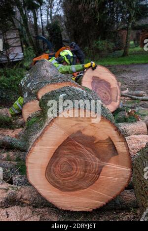 Hampshire, England, Großbritannien. 2020. Muster auf Schnittabschnitt eines Aschenbaums. Stockfoto