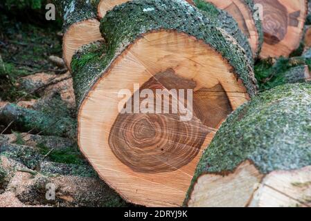 Hampshire, England, Großbritannien. 2020. Muster auf Schnittabschnitt eines Aschenbaums. Stockfoto