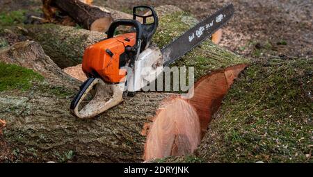 Hampshire, England, Großbritannien. 2020. Die Kettensäge, die auf dem Schnittholz des Aschenbaumes ruht. Stockfoto
