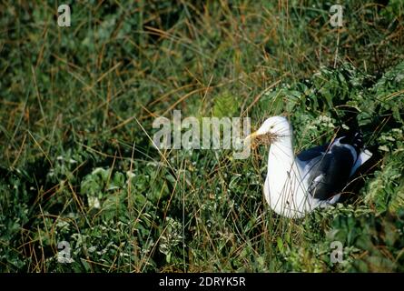 Gull, Yaquina Head Outstanding Natural Area, Salem District Bureau of Land Management, Oregon Stockfoto