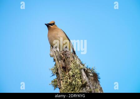 Cedar Waxwing thront auf einem toten Baum über einen Sumpf Stockfoto