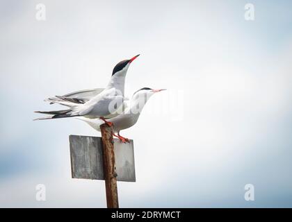 Common Terns Paar auf einem Pfosten und ruht Stockfoto