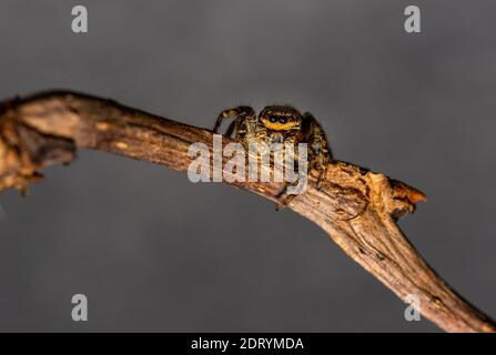 Springende Wolfsspinne Nahaufnahme Blick in die Kamera , Aufnahmen im Garten während der Corona, covid-19 mal, frankfurt, deutschland Stockfoto