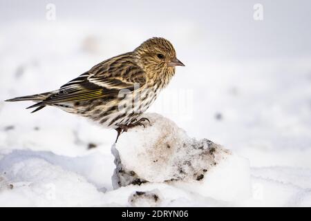 Pine Siskin auf der Suche nach Essen im Winter. Stockfoto