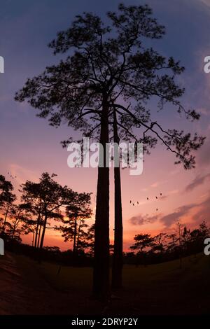 Silhouette Landschaft Kiefernwald mit bunten Himmel und Wolke mit Vogelgruppe Stockfoto