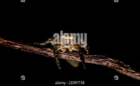 Springende Wolfsspinne Nahaufnahme Blick in die Kamera , Aufnahmen im Garten während der Corona, covid-19 mal, frankfurt, deutschland Stockfoto