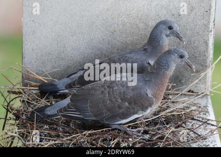 Zwei junge gewöhnliche Holztauben (Columba palumbus) im Nest auf der Kante eines Wohnhauses in Prag, Tschechische Republik. Die Tauben sind etwa 30 Tage nach dem Ausschlüpfen und am Tag, an dem sie zum ersten Mal fliegen, abgebildet. Stockfoto