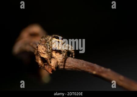 Springende Wolfsspinne Nahaufnahme Blick in die Kamera , Aufnahmen im Garten während der Corona, covid-19 mal, frankfurt, deutschland Stockfoto