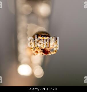 Springende Wolfsspinne Nahaufnahme Blick in die Kamera , Aufnahmen im Garten während der Corona, covid-19 mal, frankfurt, deutschland Stockfoto