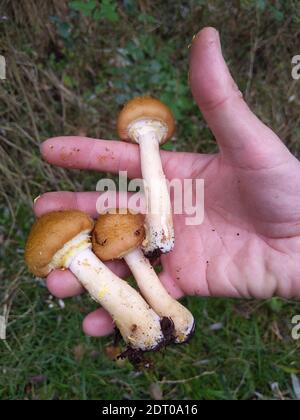 Pilze sammeln, Pilze sammeln im Wald Stockfoto