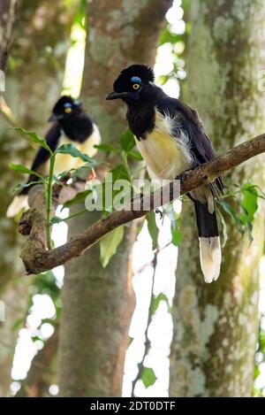 Plüsch-Haubenhäher Vogel im Wald von Iguazu Falls National Parken Stockfoto