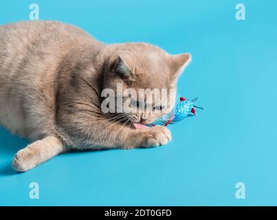 Eine pfirsichfarbene Britische Kurzhaarkatze spielt mit einem Spielzeug Maus auf blauem Hintergrund Stockfoto