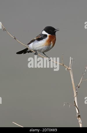 Stonechat (Saxicola torquata armenica) Männlicher Gesang aus toter Vegetation Armenien Mai Stockfoto