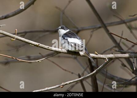 Halbhalsiger Fycatcher (Ficedula semitorquata) erwachsenes Männchen, das auf dem Zweig Armenien thront Mai Stockfoto