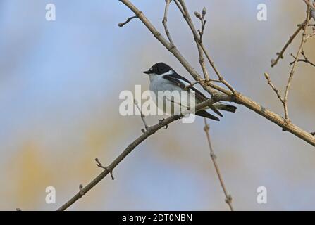 Halbhalsige Flycatcher (Ficedula semitorquata) Weibchen auf Zweig Armenien thront Mai Stockfoto