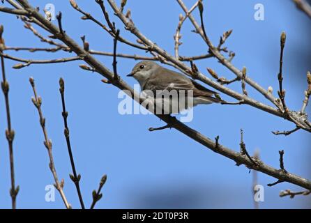 Halbhalsige Flycatcher (Ficedula semitorquata) weiblich auf Zweig Armenien thront Mai Stockfoto