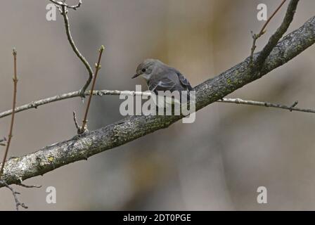 Halbhalsige Flycatcher (Ficedula semitorquata) weiblich auf Zweig Armenien thront Mai Stockfoto