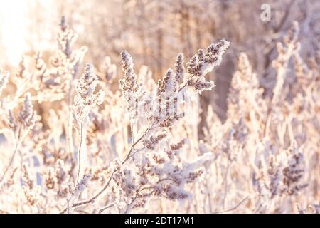 Wunderschöne schneebedeckte Winterlandschaft. Strauch im Frost auf dem Hintergrund der untergehenden Wintersonne. Weihnachtslandschaft. Selektiver Fokus. Verschwommener Rücken Stockfoto