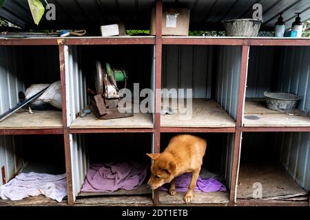 Das Zentrum von Tai wo der Hong Kong Dog Rescue Association, die Hunde aus Hong Kong Management-Zentren rettet und die Adoption fördert. Hongkong die Stockfoto