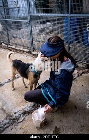 Das Zentrum von Tai wo der Hong Kong Dog Rescue Association, die Hunde aus Hong Kong Management-Zentren rettet und die Adoption fördert. Hongkong die Stockfoto