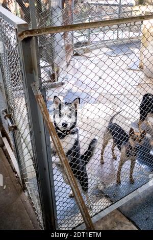 Das Zentrum von Tai wo der Hong Kong Dog Rescue Association, die Hunde aus Hong Kong Management-Zentren rettet und die Adoption fördert. Hongkong die Stockfoto