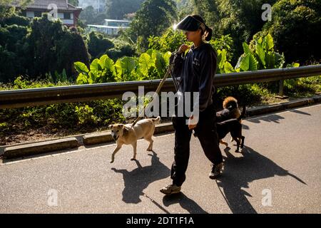 Das Zentrum von Tai wo der Hong Kong Dog Rescue Association, die Hunde aus Hong Kong Management-Zentren rettet und die Adoption fördert. Hongkong die Stockfoto