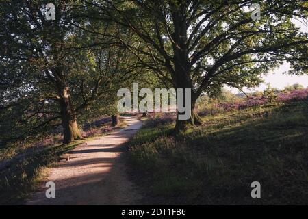 Sandiger Weg durch die Heide im Veluwe Nationalpark Bei Sonnenuntergang in den Niederlanden Stockfoto