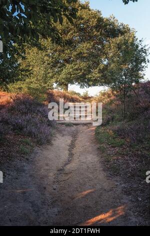 Treppen von Holzbalken in den sandigen Weg durch die Heide im Veluwe Nationalpark bei Sonnenuntergang in der Niederlande Stockfoto