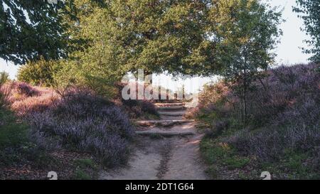 Treppen von Holzbalken in den sandigen Weg durch die Heide im Veluwe Nationalpark bei Sonnenuntergang in der Niederlande Stockfoto