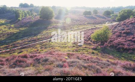 Sandiger Weg durch die Heide im Veluwe Nationalpark Bei Sonnenuntergang in den Niederlanden Stockfoto