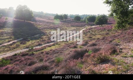 Sandiger Weg durch die Heide im Veluwe Nationalpark Bei Sonnenuntergang in den Niederlanden Stockfoto