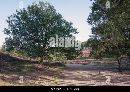 Sandiger Weg durch die Heide im Veluwe Nationalpark Bei Sonnenuntergang in den Niederlanden Stockfoto