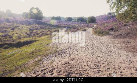 Sandiger Weg durch die Heide im Veluwe Nationalpark Bei Sonnenuntergang in den Niederlanden Stockfoto