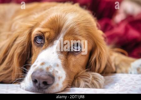 Liebenswert Cocker Spaniel Hund Haustier Stockfoto