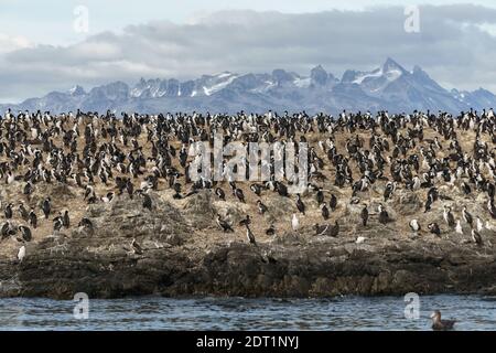 Isla de los Pájaros bei Ushuaia voller Kormorane, Feuerland, Beagle Kanal, Argentinien. Stockfoto