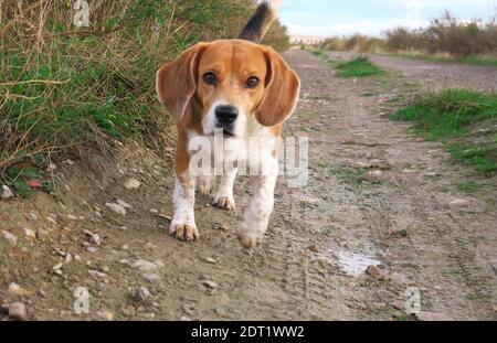 Nahaufnahme eines laufenden Beagle-Jagdhundes Stockfoto